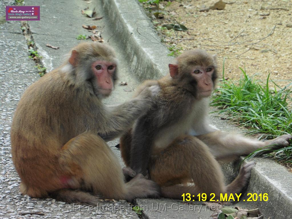 20160502monkey-mountain-P1020548.JPG