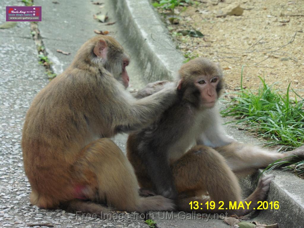 20160502monkey-mountain-P1020549.JPG