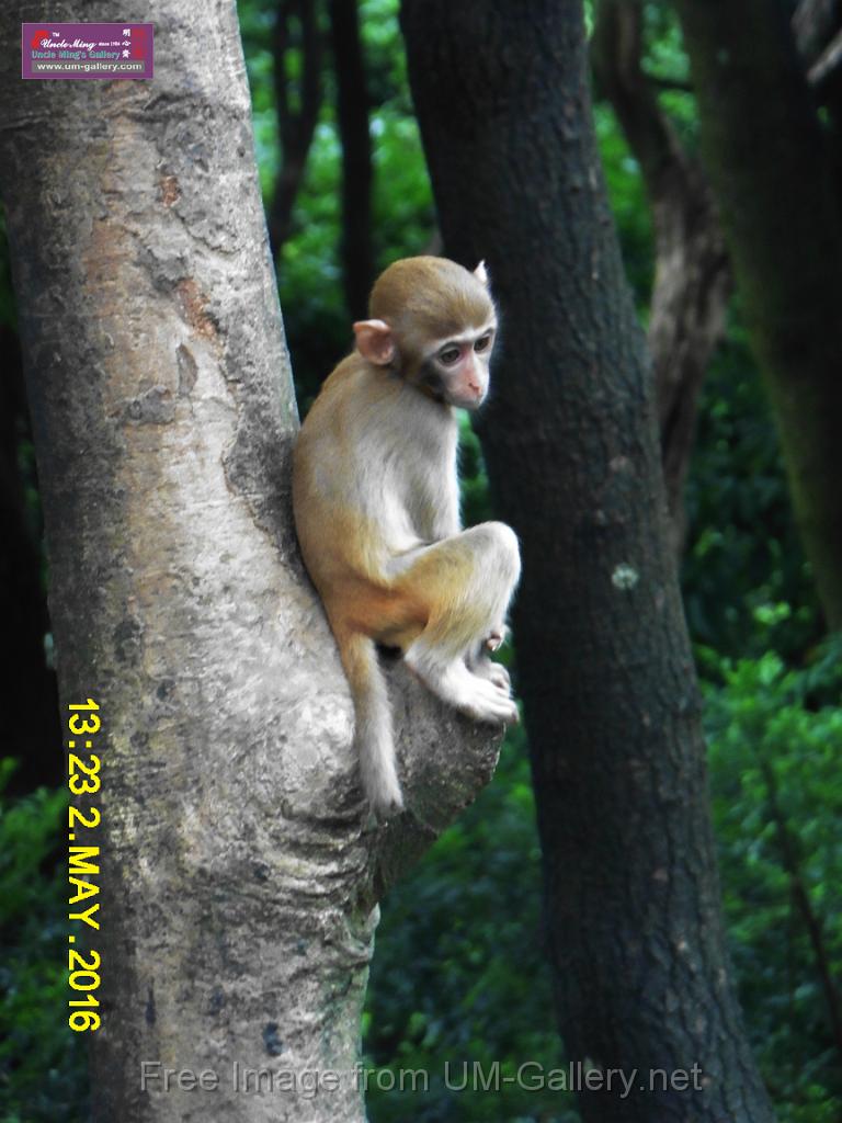 20160502monkey-mountain-P1020557r.jpg