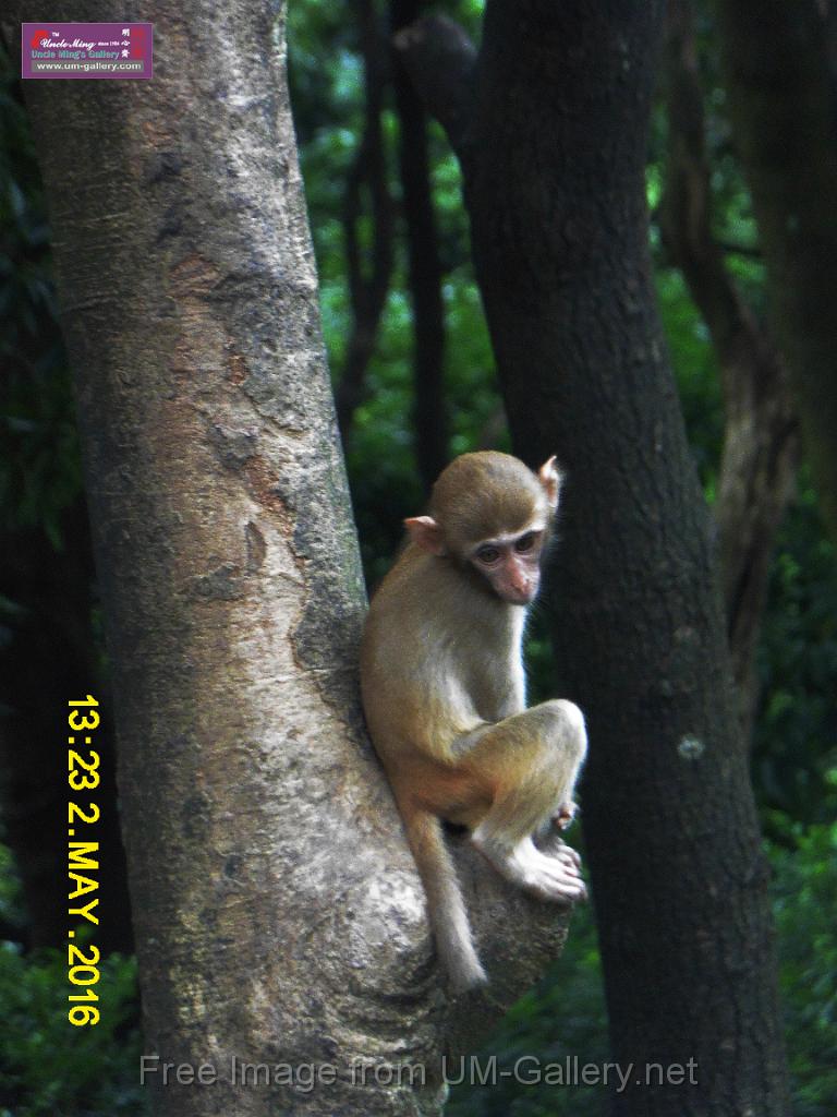 20160502monkey-mountain-P1020558r.jpg