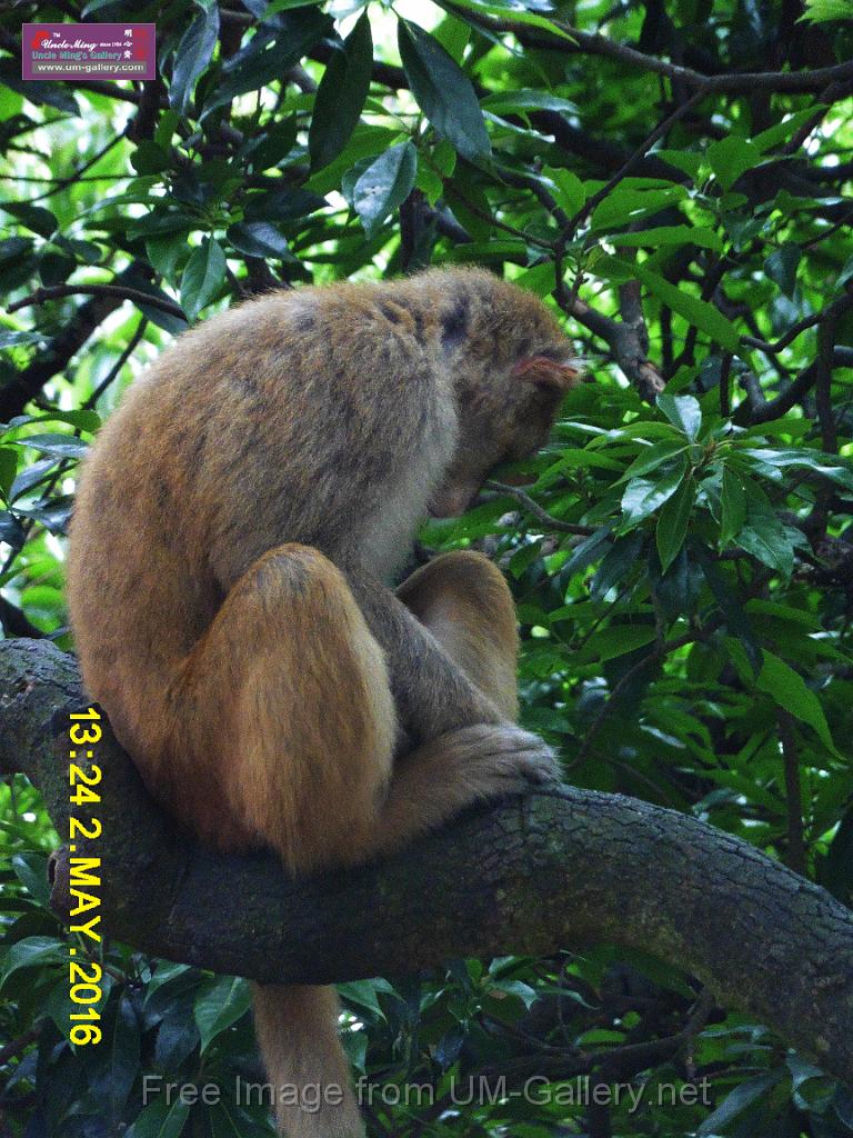 20160502monkey-mountain-P1020560s.jpg