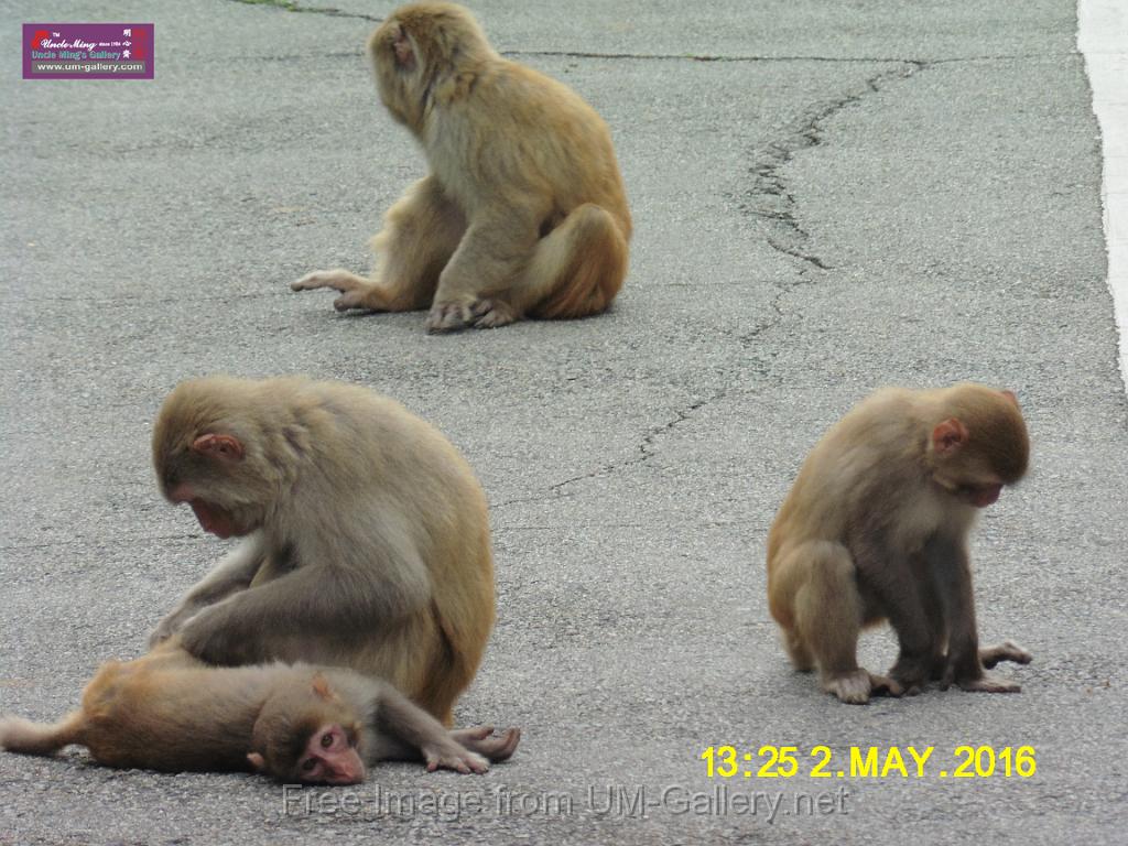 20160502monkey-mountain-P1020563.JPG