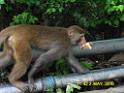 20160502monkey-mountain-P1020498r