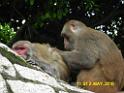 20160502monkey-mountain-P1020511r