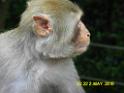 20160502monkey-mountain-P1020553r