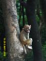 20160502monkey-mountain-P1020558r