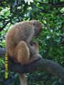 20160502monkey-mountain-P1020560r