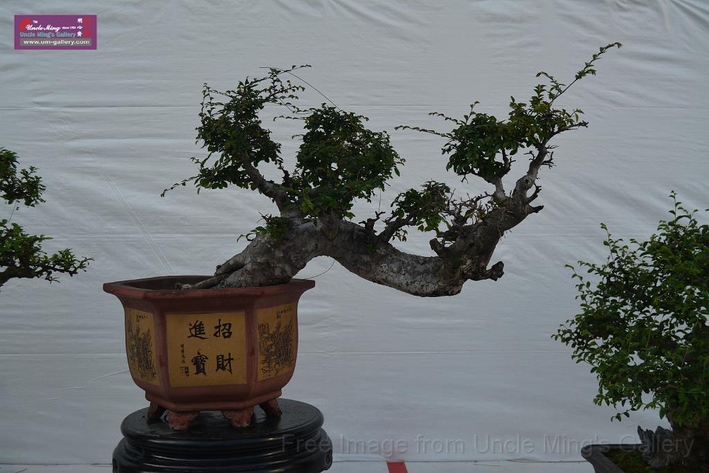 20150328sm-floral-exhibition_DSC_1870.JPG