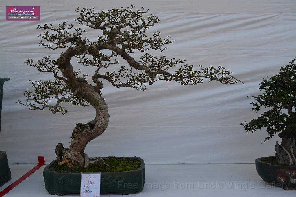 20150328sm-floral-exhibition_DSC_1916.JPG