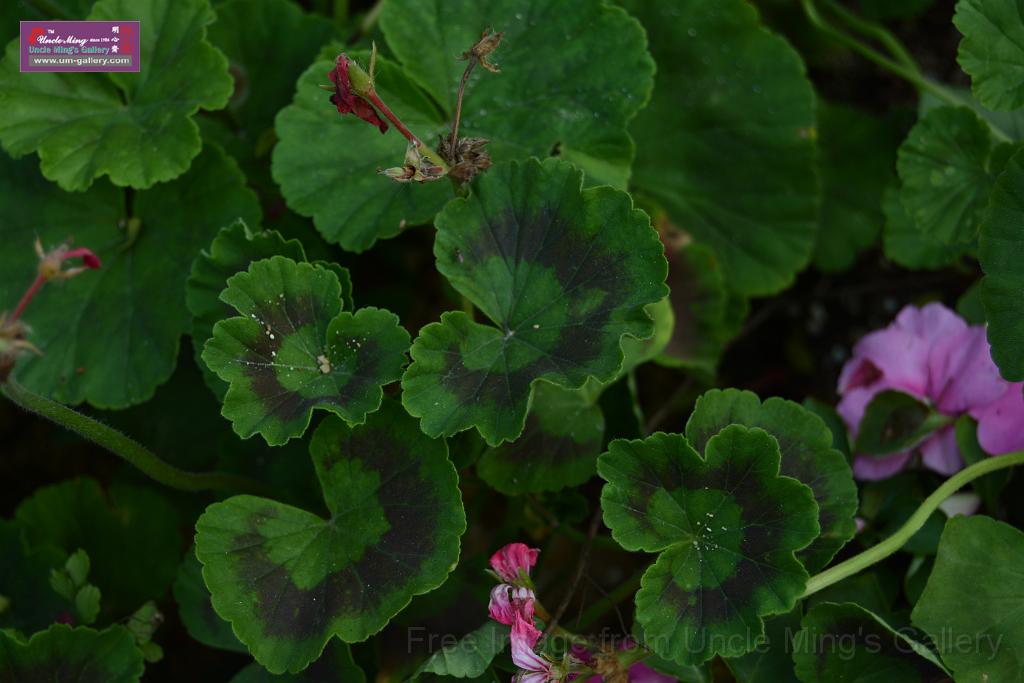 20150328sm-floral-exhibition_DSC_1997.JPG