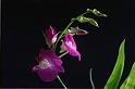 89orchid_13