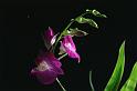 89orchid_14