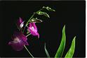 89orchid_21