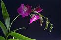 89orchid_23