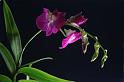 89orchid_24