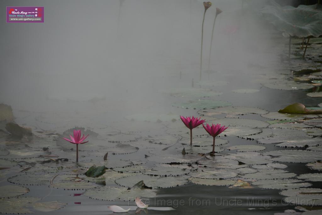 20180618lotus-hunghu_DSC_1573.JPG