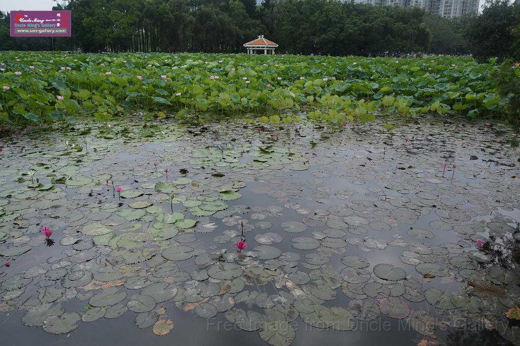 20180618lotus-hunghu_DSC_1578.JPG