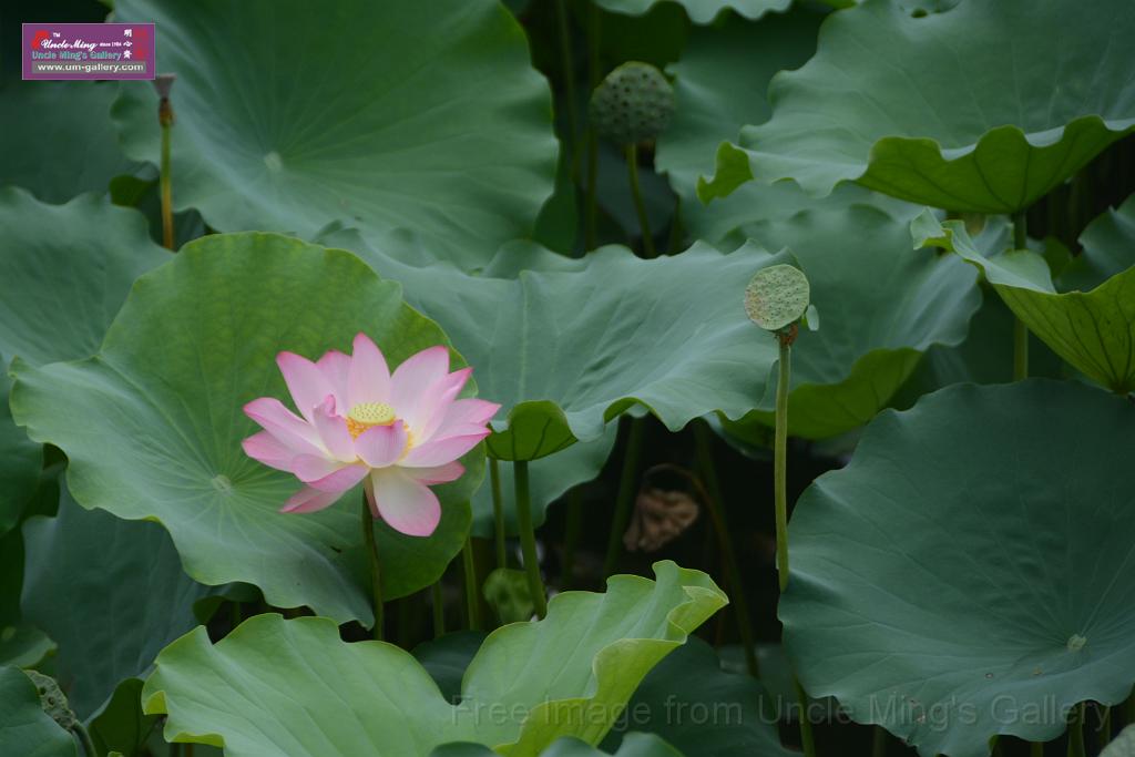 20180618lotus-hunghu_DSC_1588.JPG