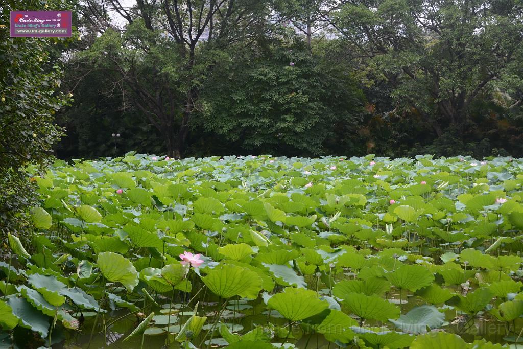 20180618lotus-hunghu_DSC_1601.JPG