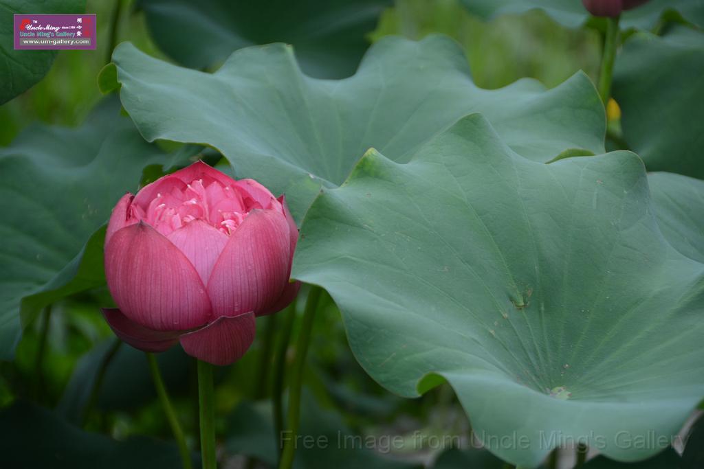 20180618lotus-hunghu_DSC_1612.JPG