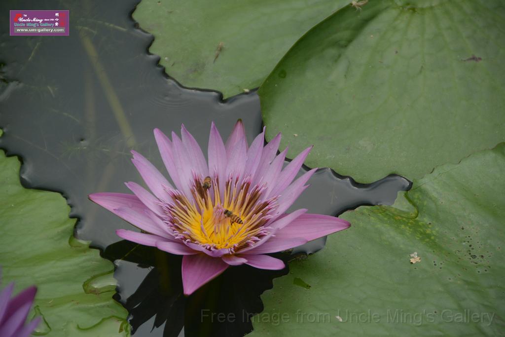 20180618lotus-hunghu_DSC_1626.JPG