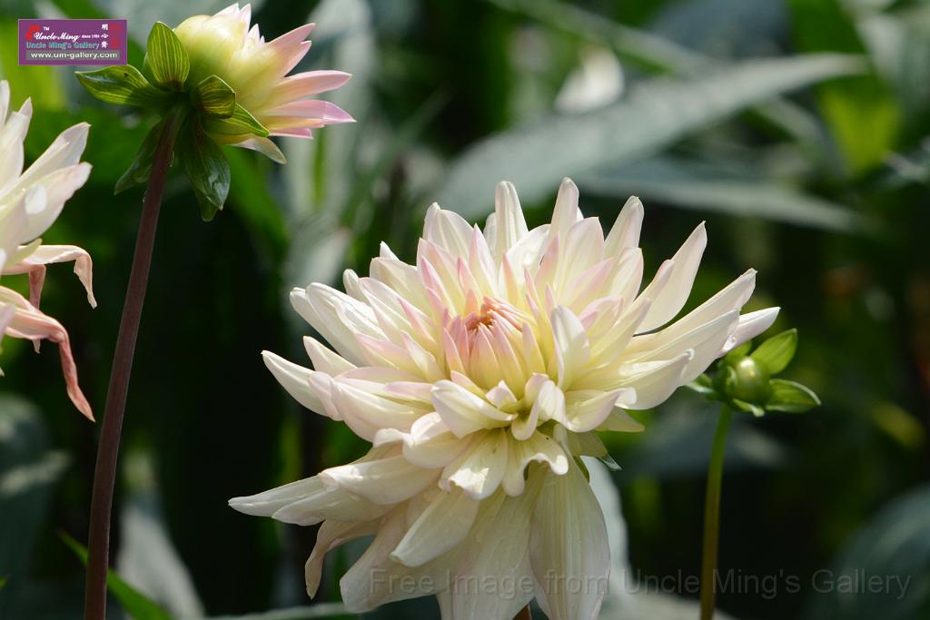 20180401flowers-taipo-park_DSC_1169.JPG