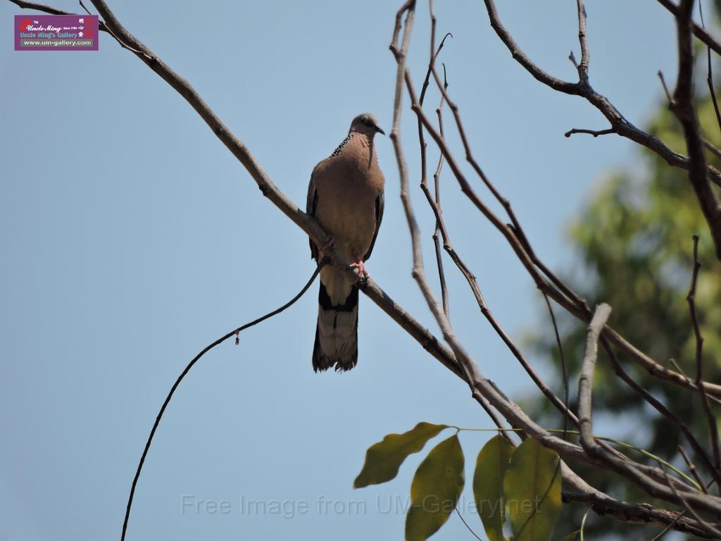 201703sf-thailand-north-DSCN4538.JPG