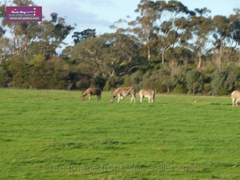 20140630jw-australia-P1170092.JPG