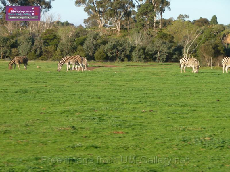 20140630jw-australia-P1170093.JPG