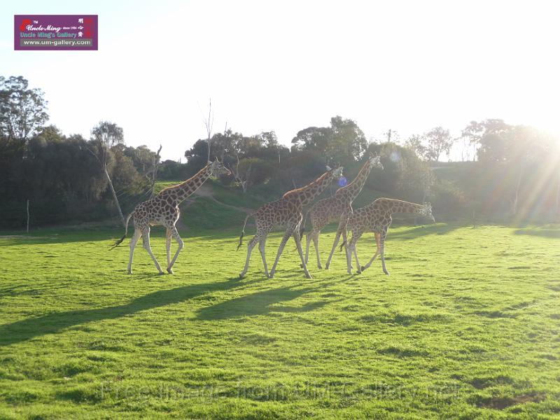 20140630jw-australia-P1170095.JPG