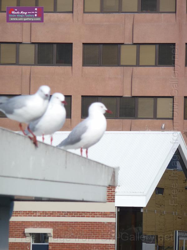 20140630jw-australia-P1180367.JPG