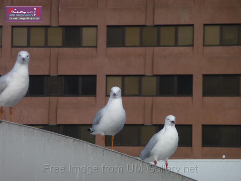 20140630jw-australia-P1180371.JPG