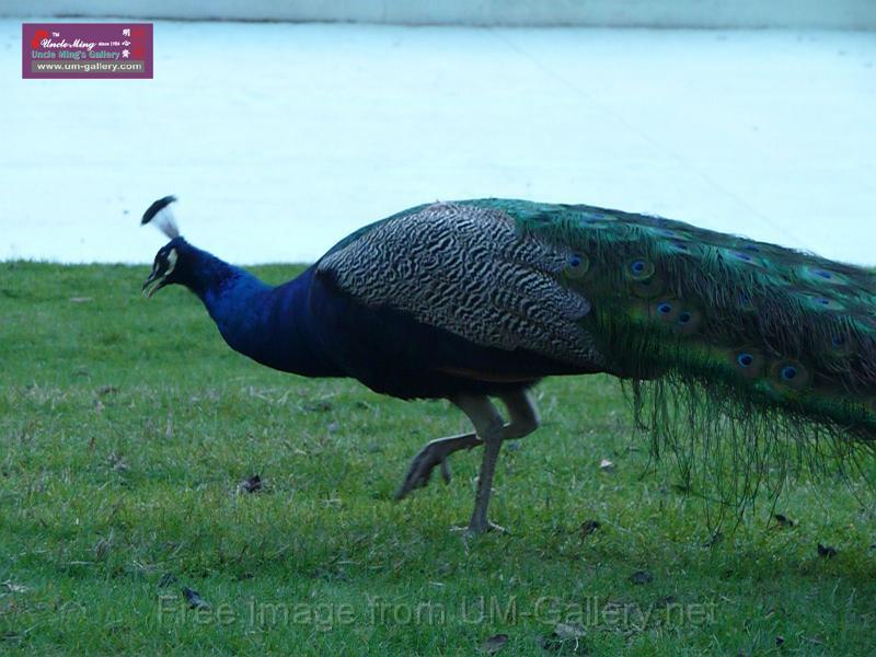 20140630jw-australia-P1180577.JPG