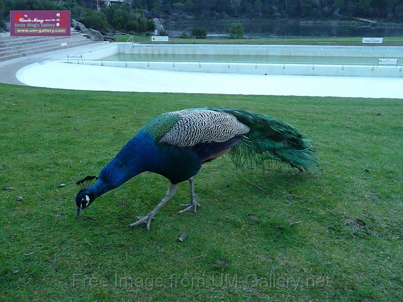 20140630jw-australia-P1180620.JPG