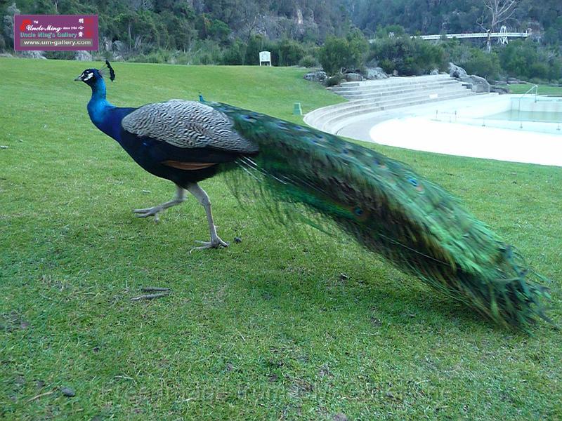 20140630jw-australia-P1180622.JPG