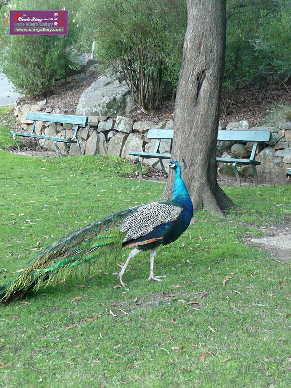 20140630jw-australia-P1180626.JPG