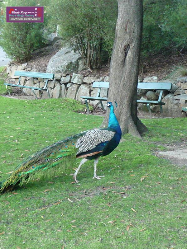 20140630jw-australia-P1180627.JPG