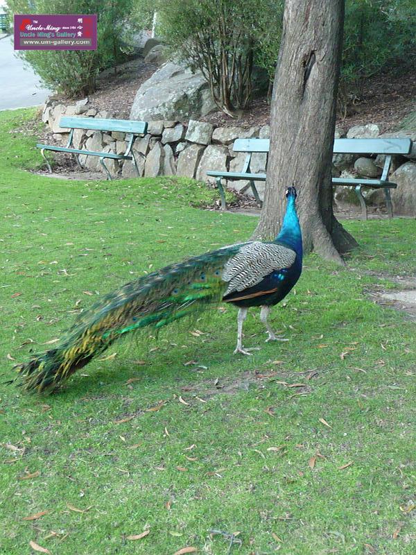 20140630jw-australia-P1180628.JPG