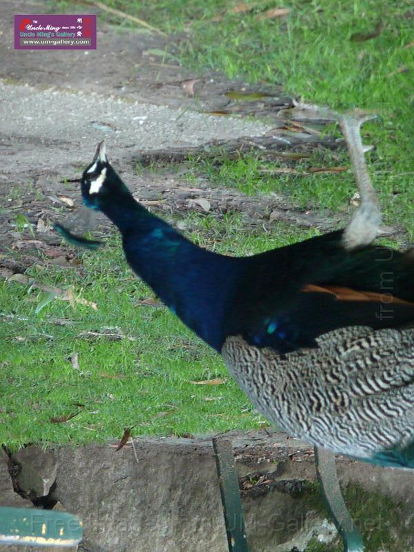 20140630jw-australia-P1180631.JPG