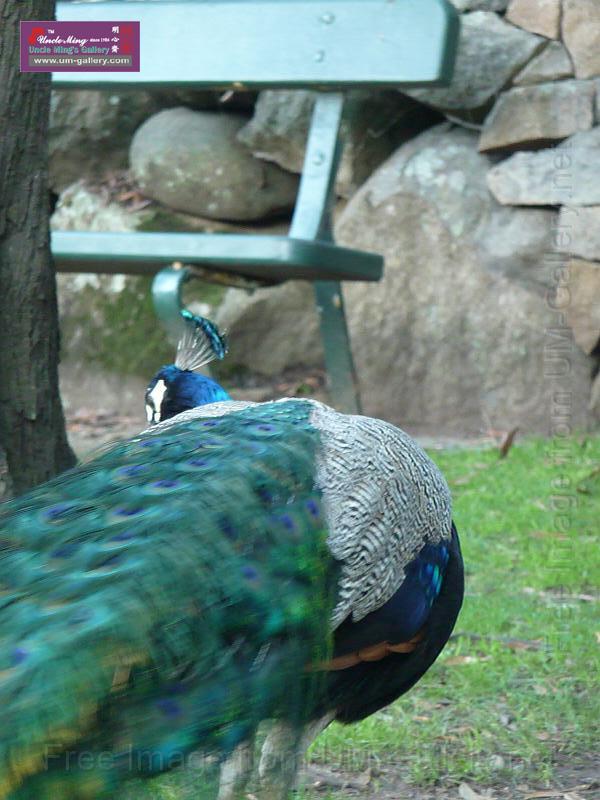 20140630jw-australia-P1180632.JPG