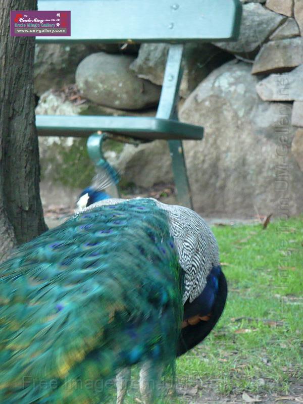 20140630jw-australia-P1180633.JPG