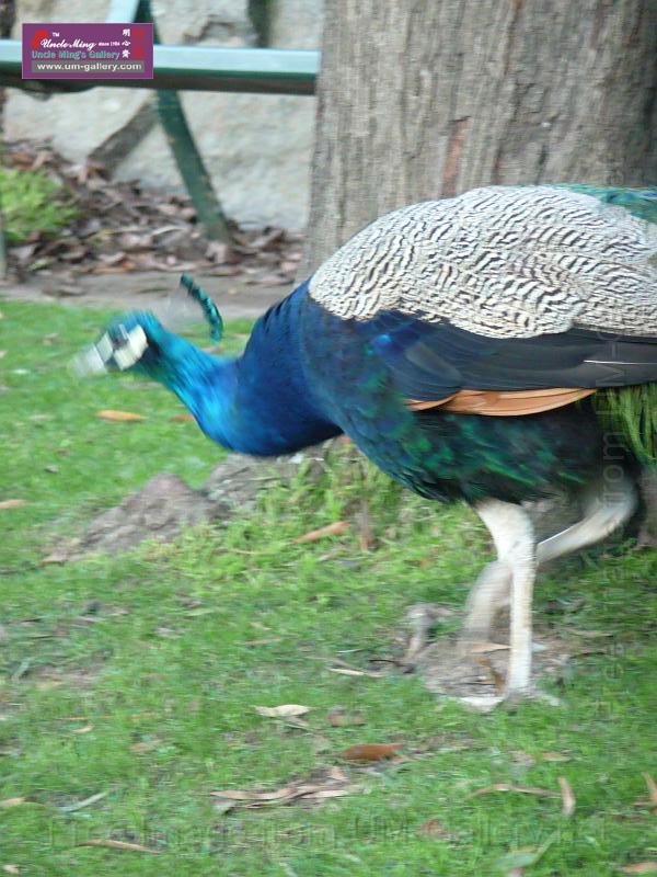 20140630jw-australia-P1180635.JPG