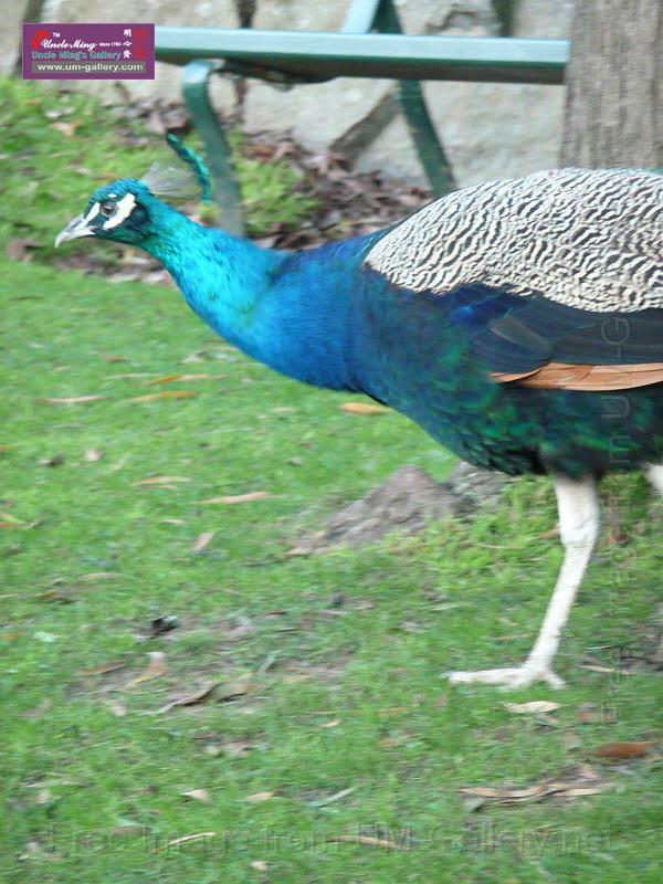 20140630jw-australia-P1180638.JPG