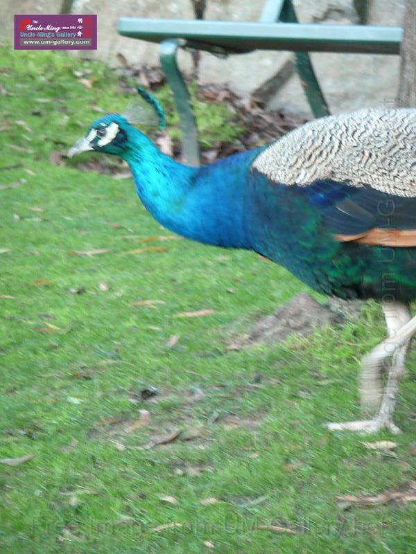 20140630jw-australia-P1180639.JPG