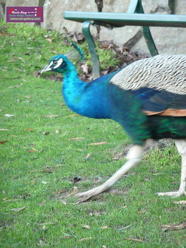 20140630jw-australia-P1180640.JPG