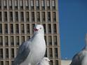 20140630jw-australia-P1180382