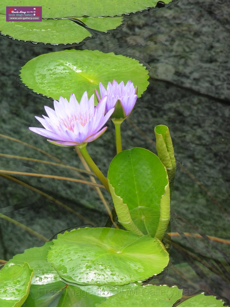 20150524sm-tszshan_monastery2-P1010563.JPG