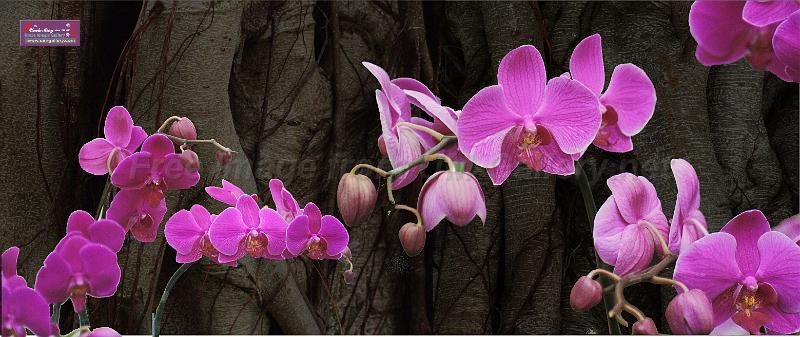 2014orchid-86x36in.jpg