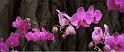 2014orchid-86x36in