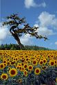 sunflower-tree-composed